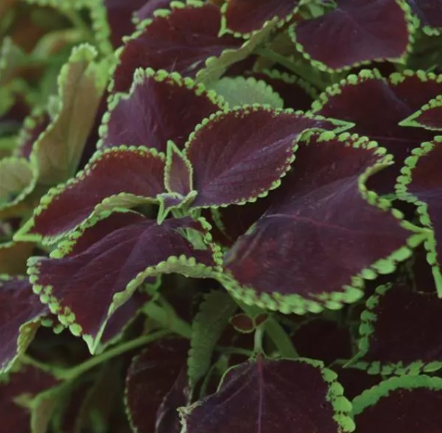 Coleus Solnostemon scutellarioides Premium Sun Chocolate mint 10 semien